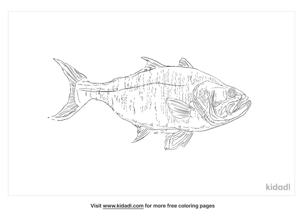 Golden Trevally Coloring Page