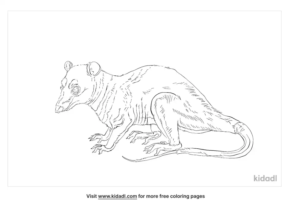Four-Eyed Opossum Coloring Page
