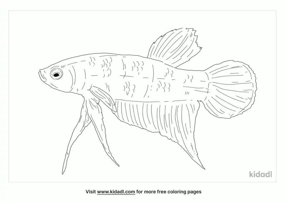 Croaking Gourami Coloring Page