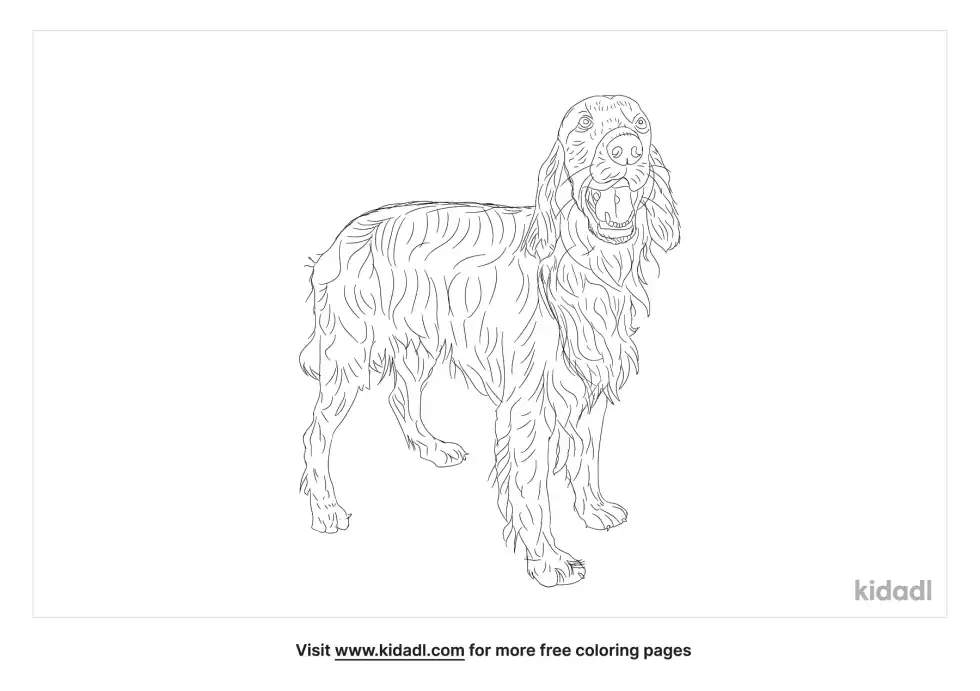 Irish Setter Coloring Page