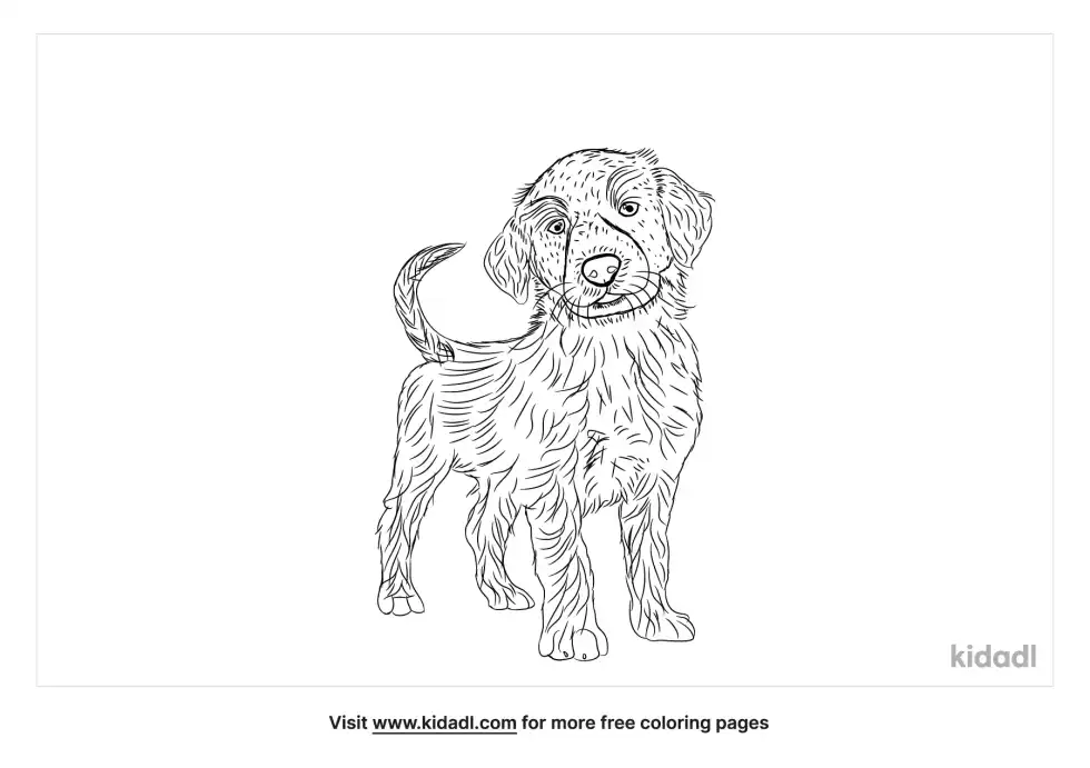 Miniature Golden Retriever Coloring Page