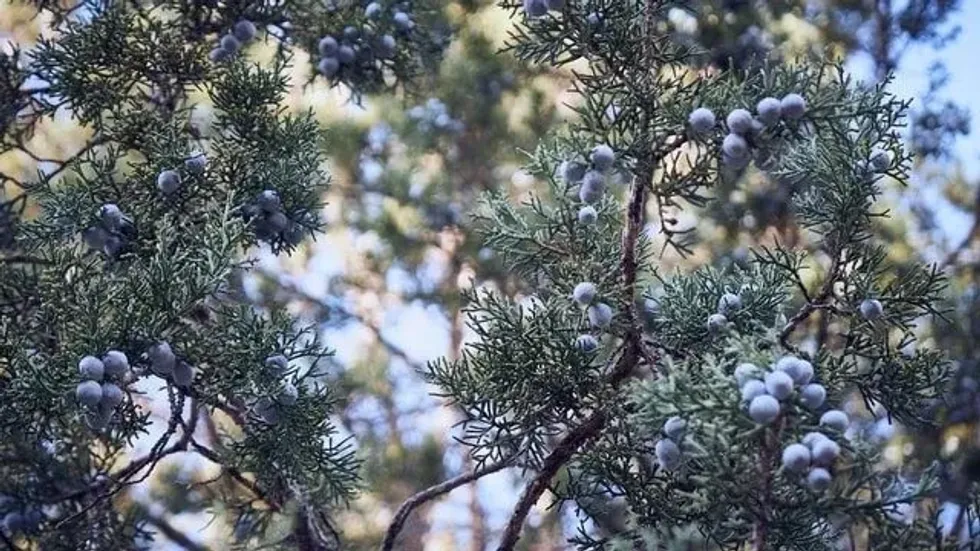 33 Juniper Tree Facts: Types, Identification, Uses And Much More