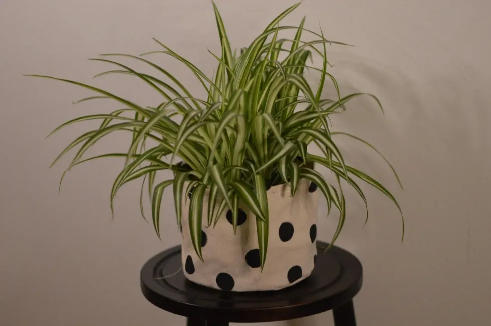 Spider Plant Facts: Learn How To Care For This House Plant!