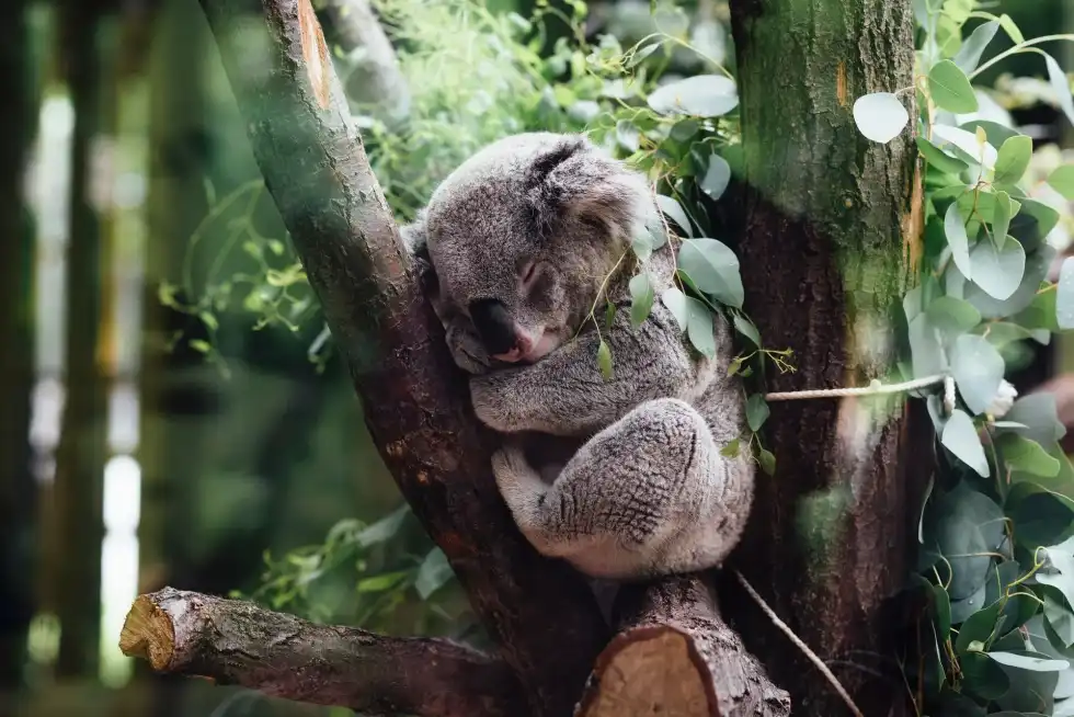 153 Australian Wildlife Facts: Uniqueness, Native Animals And More