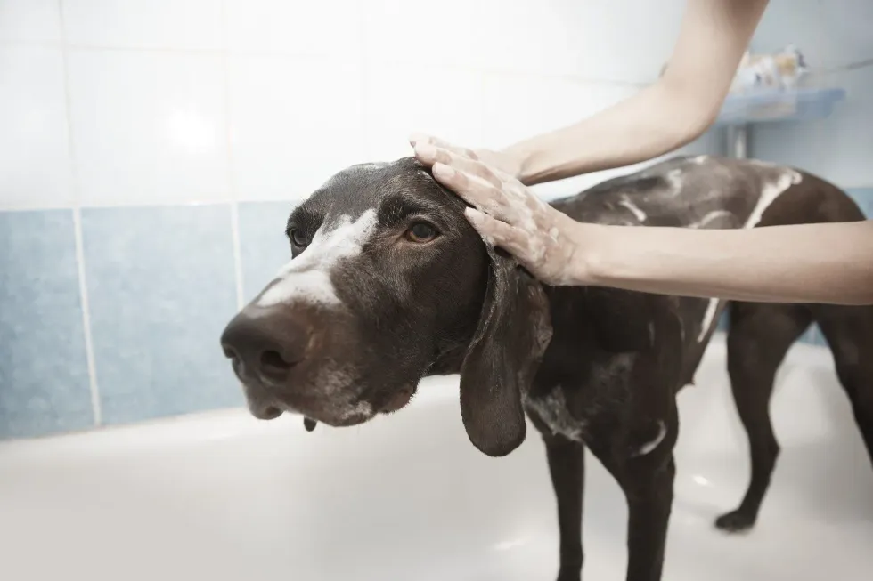Canine Care Explained: How Often Should You Give Your Dog A Bath?