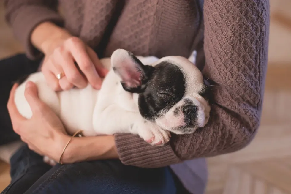 Canine Care Explained: How Often To Deworm Puppy?