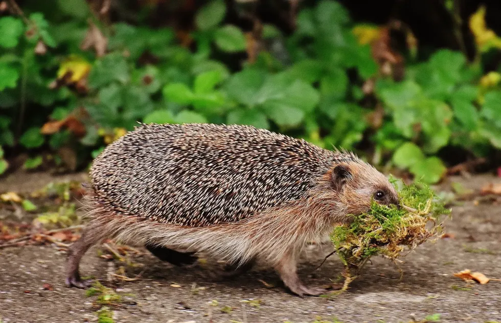 What Is A Baby Hedgehog Called? Fun Baby Animal Fact For Kids