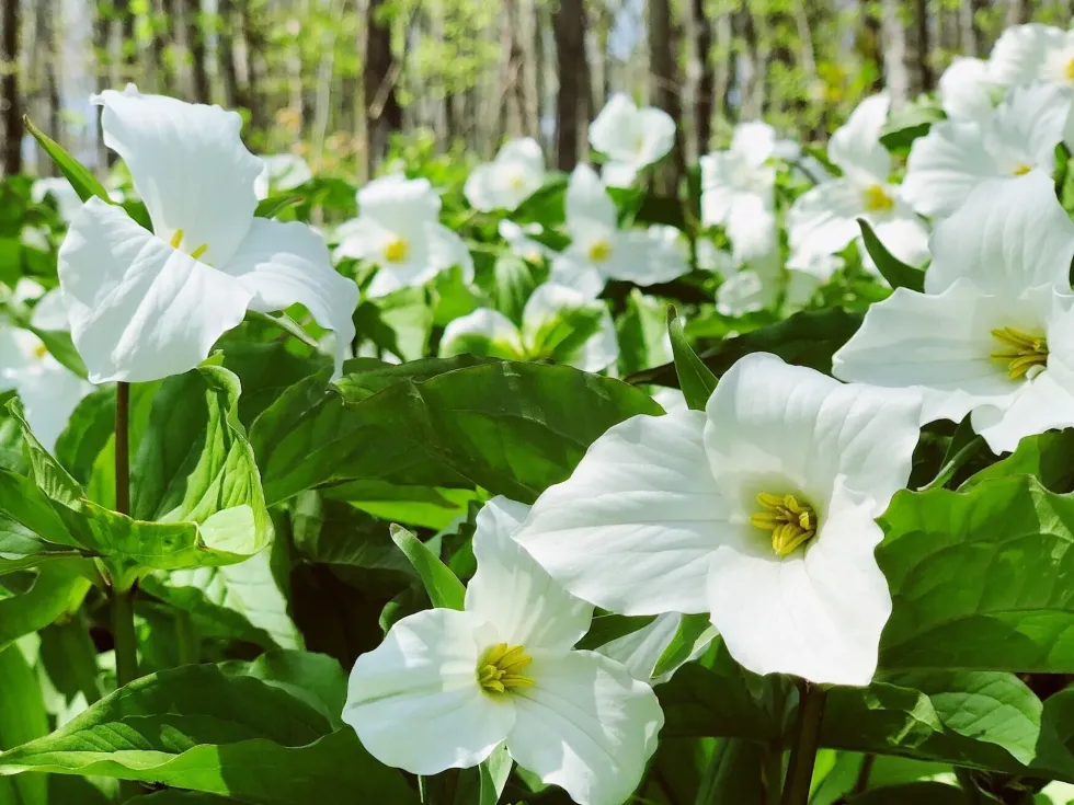 29 White Trillium Facts: Flowers, Habitat, Symbolism And More | Kidadl