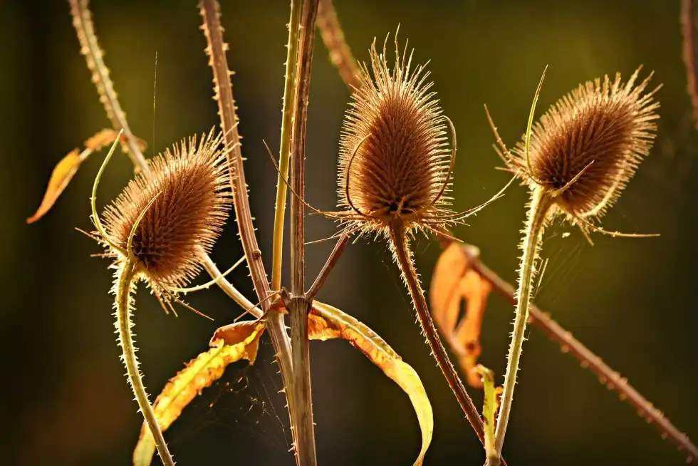 23 Teasel Plant Facts: Know Curious Details On Teasel Plants