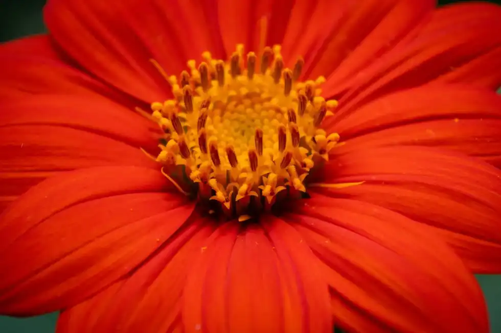 19 Mexican Sunflower Facts: An Expensive, Amazing Flower!