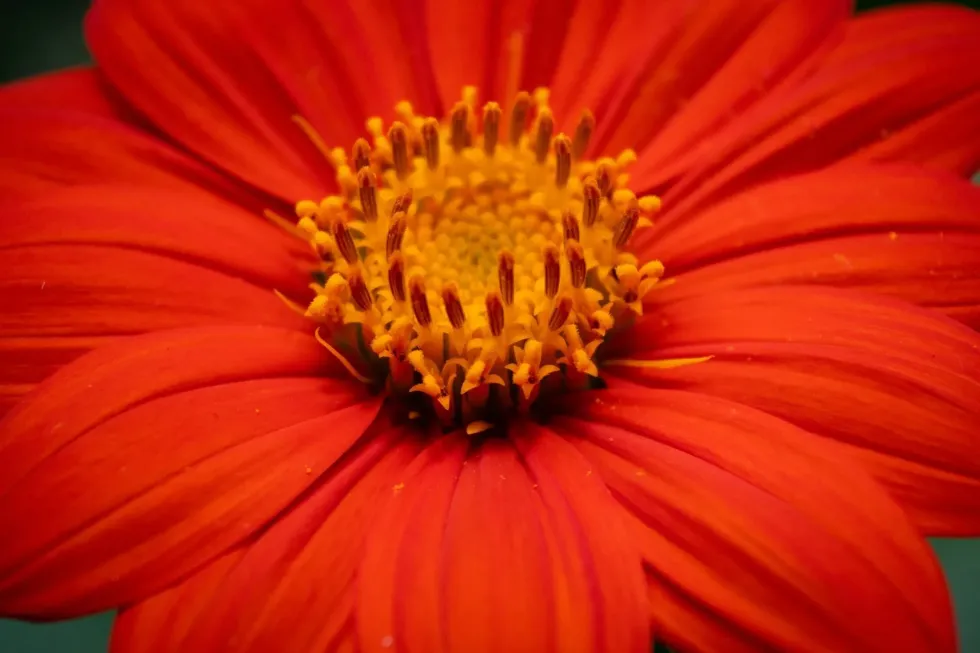 19 Mexican Sunflower Facts: An Expensive, Amazing Flower!