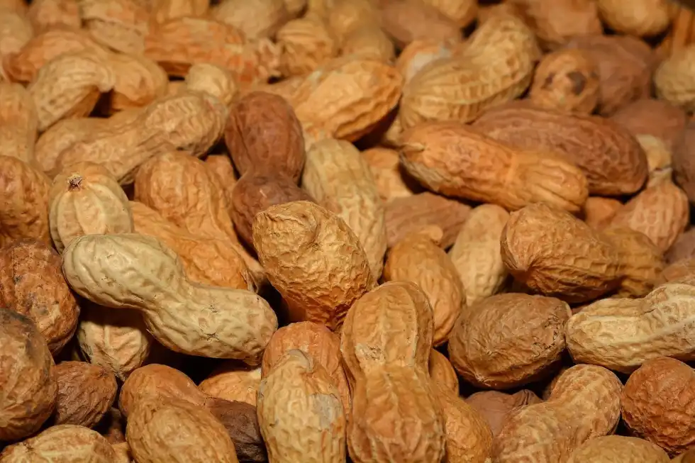 23 Different Kinds Of Peanuts That Are Fun To Know About!