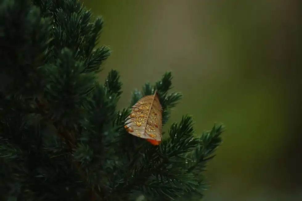 33 White Spruce Facts: Uses, Habitat, Characteristics And More