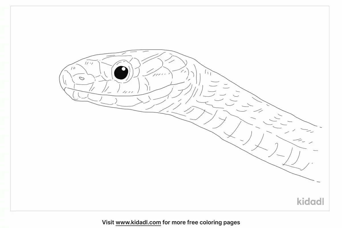 Florida Green Snake Coloring Page