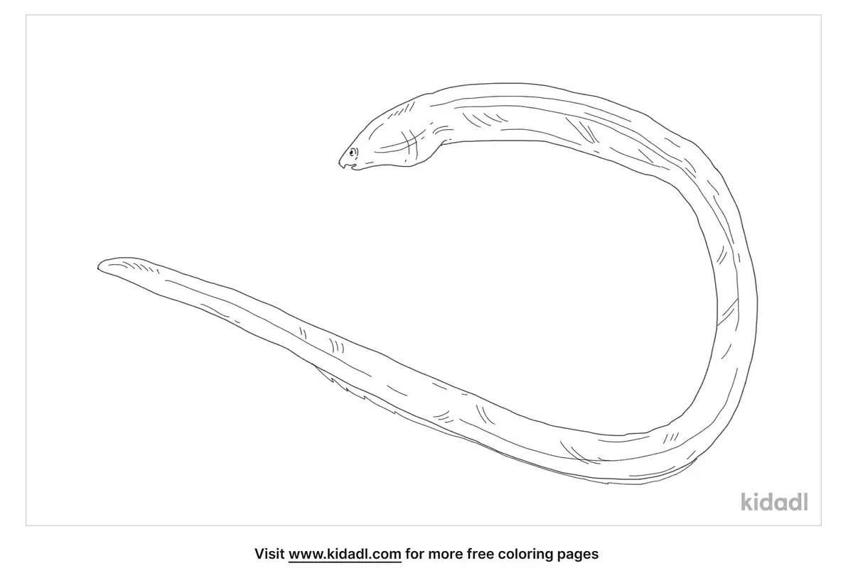Ophichthidae Coloring Page