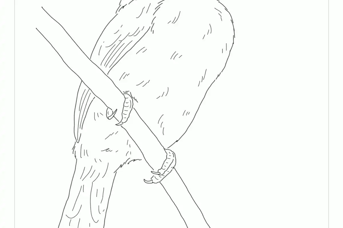 Green Toucanet Coloring Page
