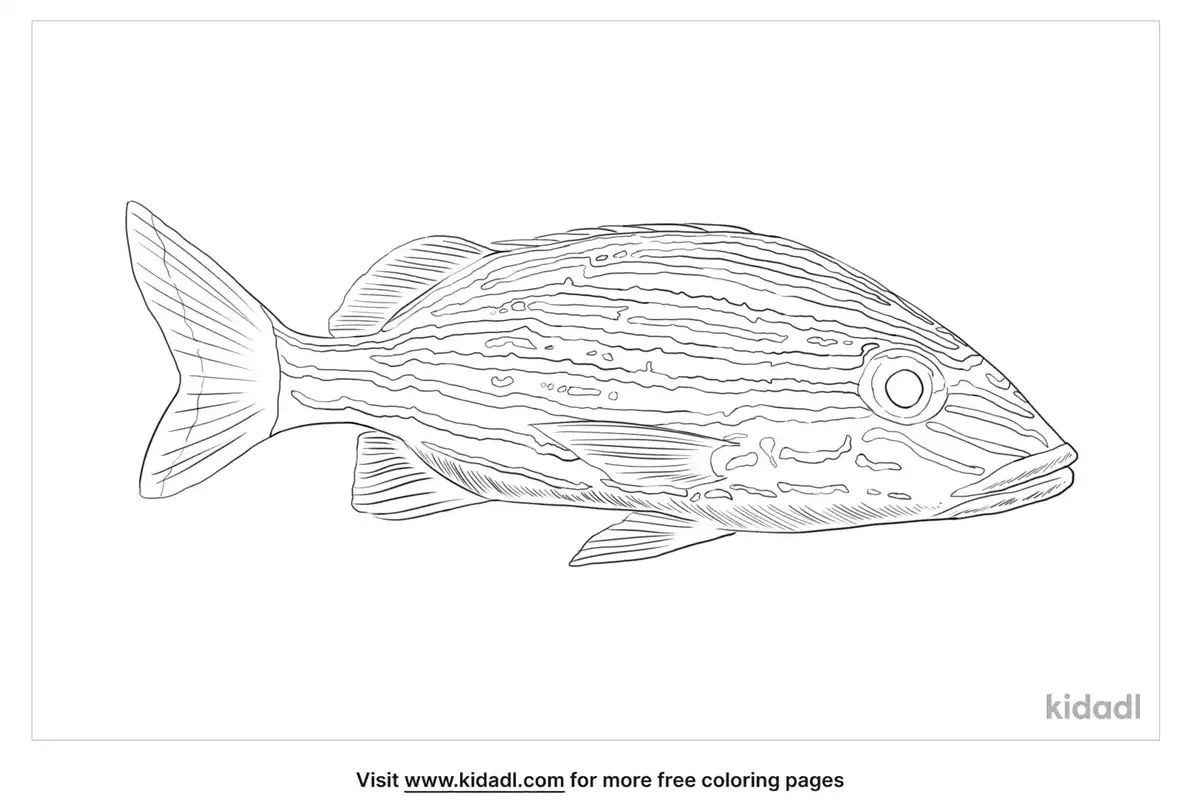 Bluestriped Grunt Coloring Page