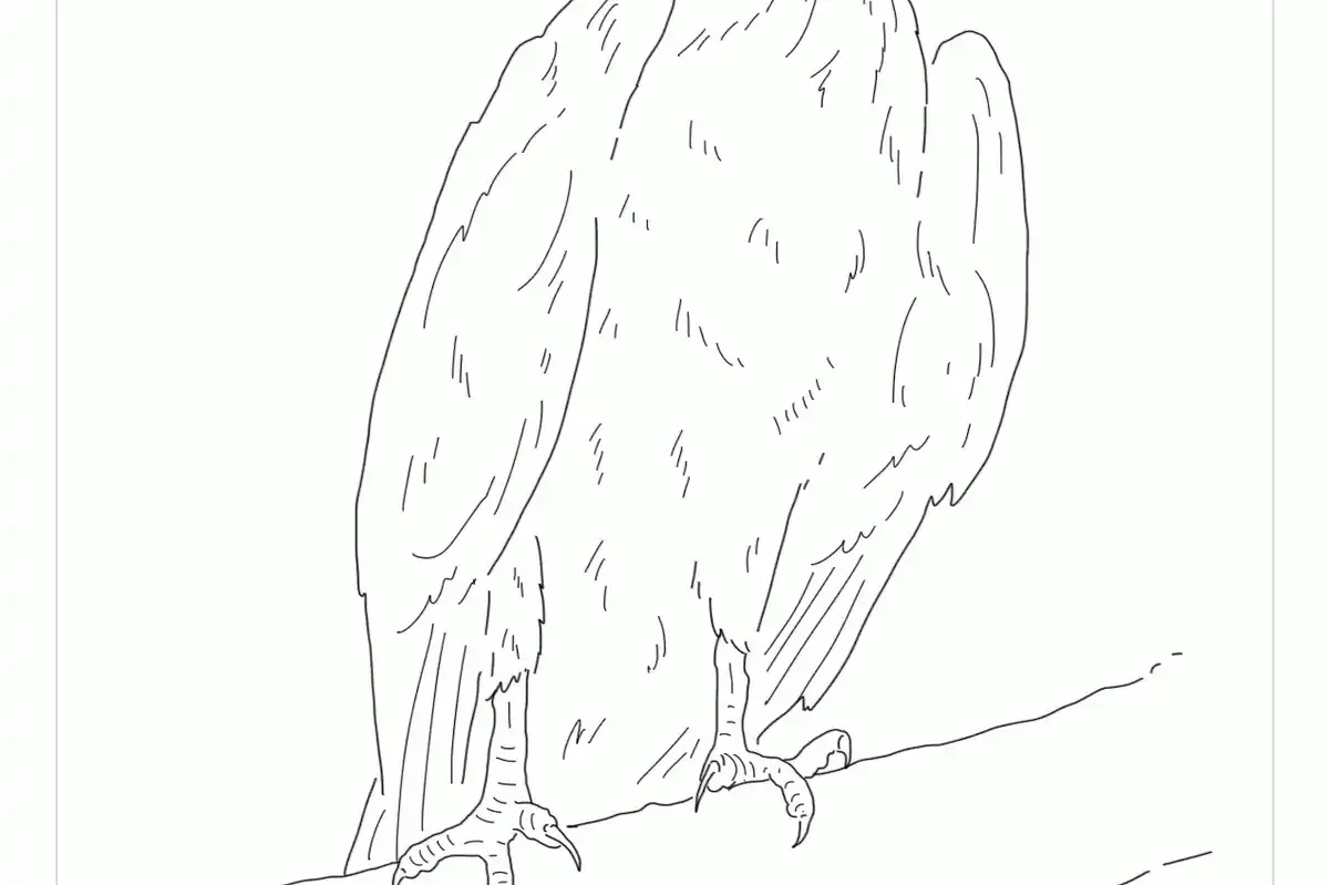 Bat Hawk Coloring Page