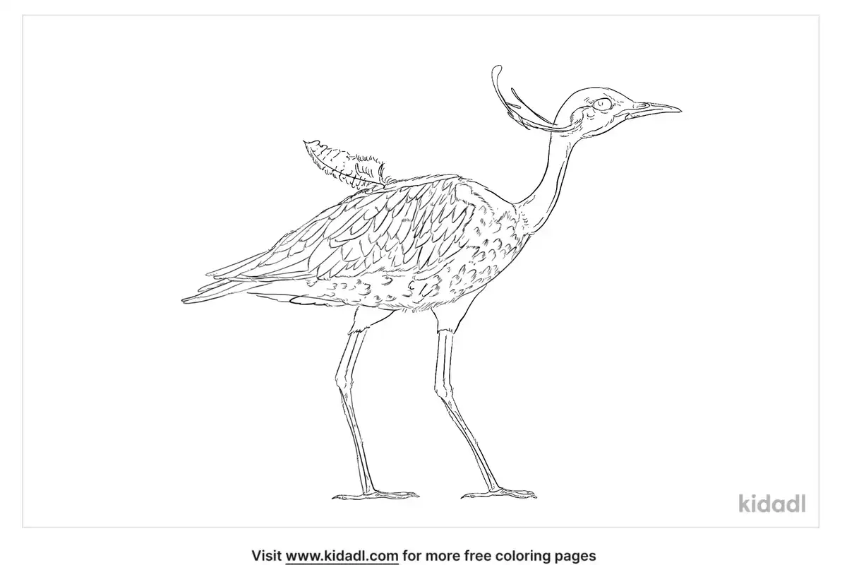 Lesser Florican Coloring Page