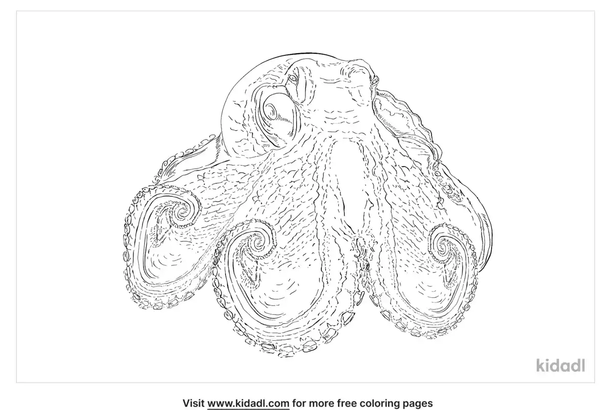 Coconut Octopus Coloring Page