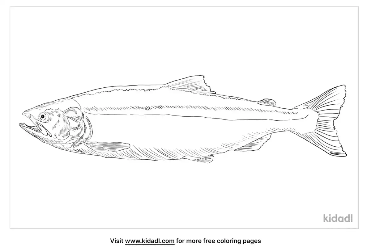Pink Salmon Fish Coloring Page