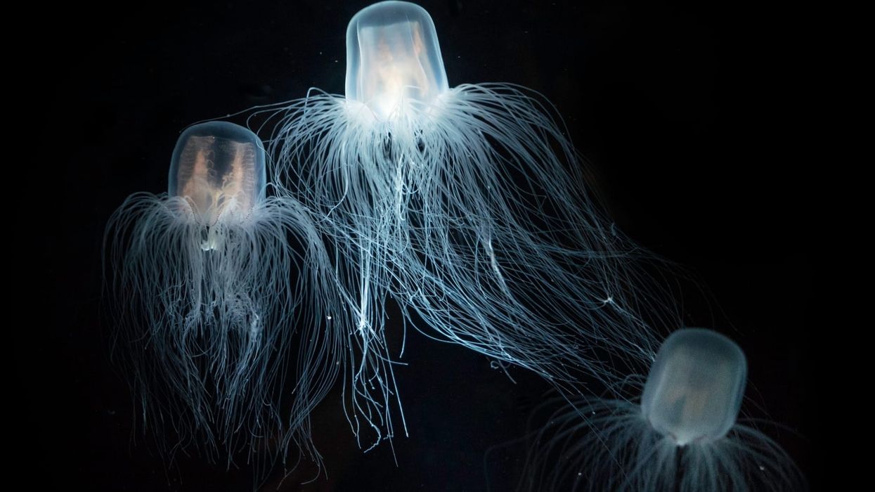 Immortal jellyfish facts like they have regenerative capability are really interesting.