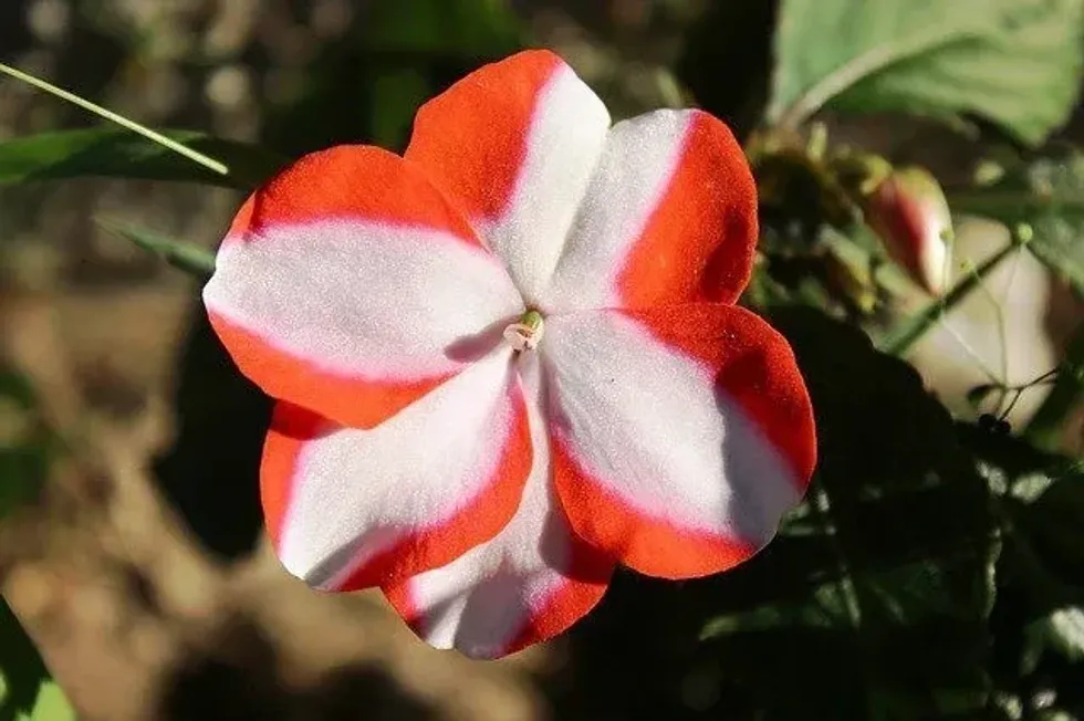Impatiens flowers facts: these plants produce seasonal flowers mostly pink in color that survive mostly in shady areas.
