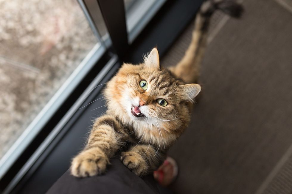 Impatient cat climbing up legs