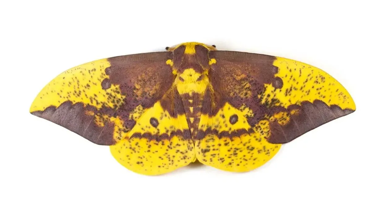Imperial Moth facts about the insect that can easily blend into its surrounding