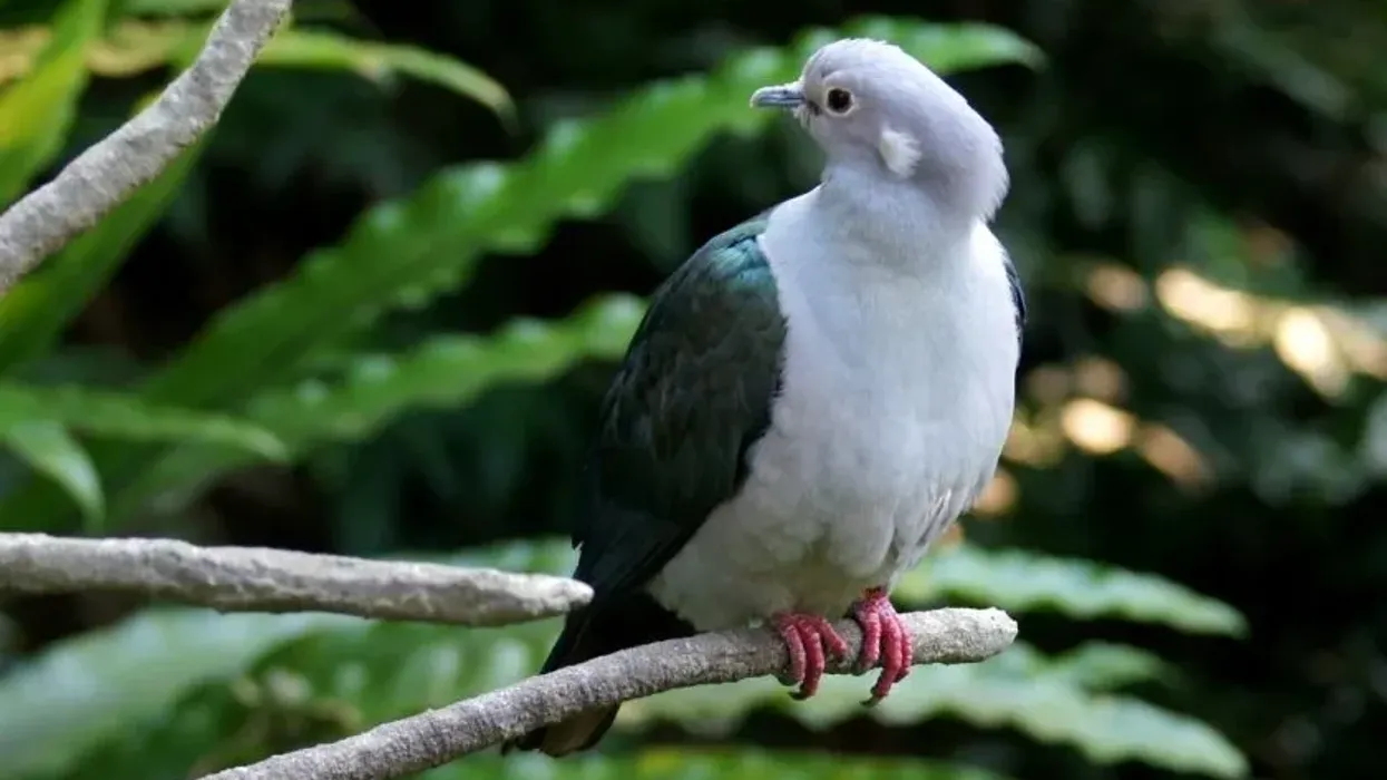 Imperial Pigeon Fact File