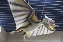 Imperobator facts are great for kids.