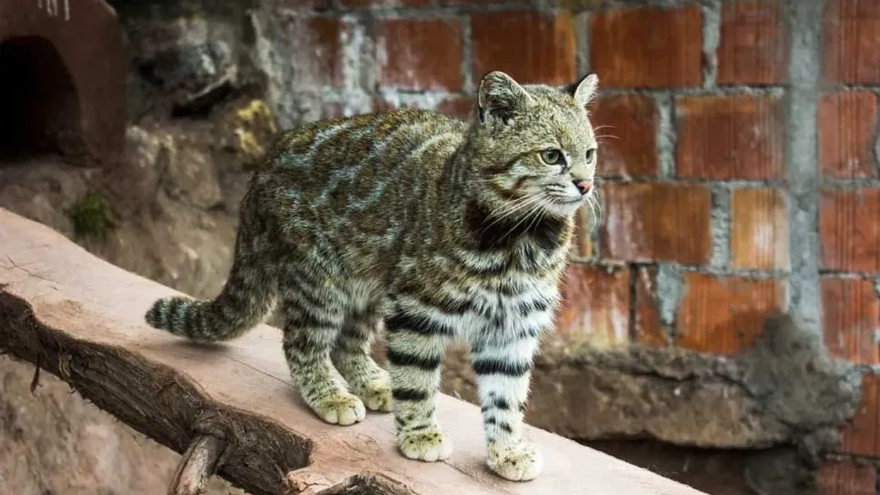 Important Andean mountain cat facts to feed your curiosity about these rare animals
