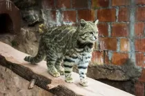 Important Andean mountain cat facts to feed your curiosity about these rare animals