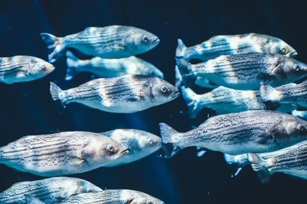 In a group of fish, the group fellows learn how to identify predators and how to hunt successfully.
