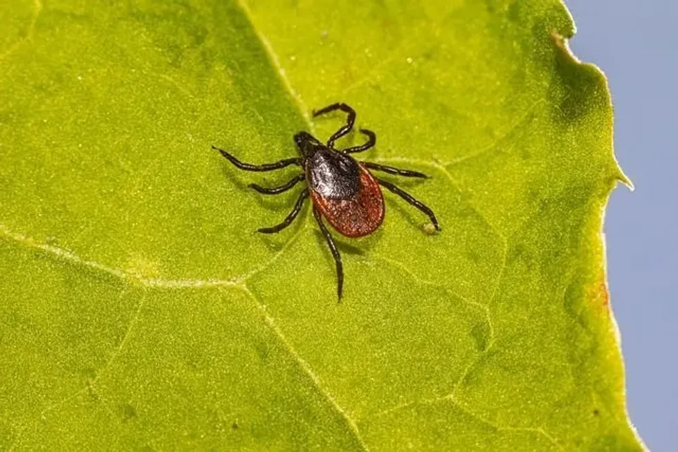 In summer, deer ticks feed on hosts and live in varied habitats similar to those of\u00a0lone star species.