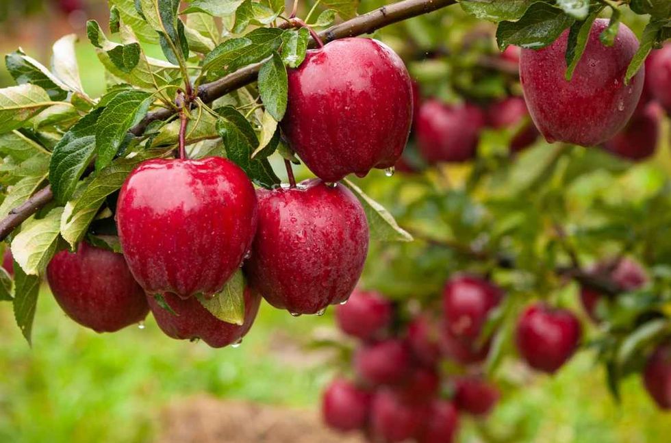 In the frame ripe red apples on a tree