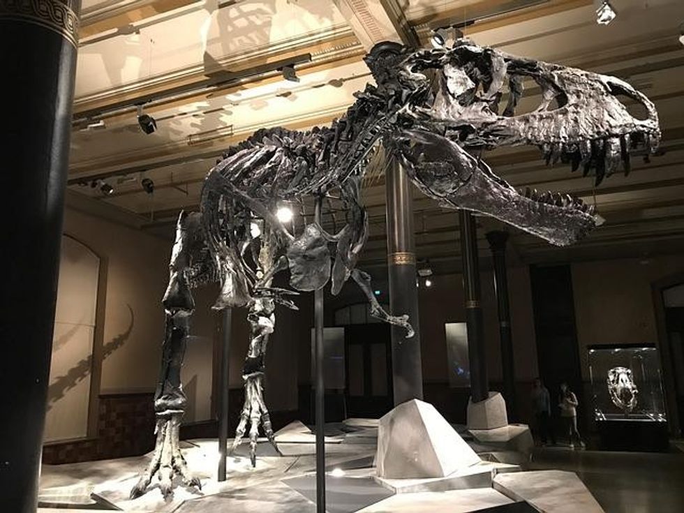 Funny, Famous And Fascinating TRex Names You Need To Learn! Kidadl