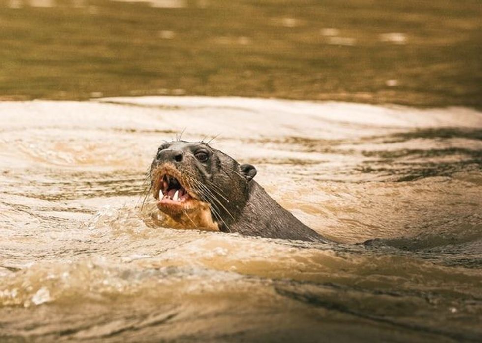 In this article, we will discuss some interesting Chiribiquete National Park – 'The Maloca of the Jaguar' facts.