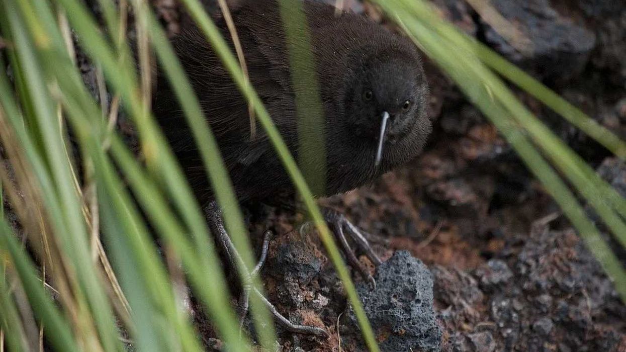 Inaccessible Island Rail facts to test your knowledge of this mysterious bird species.