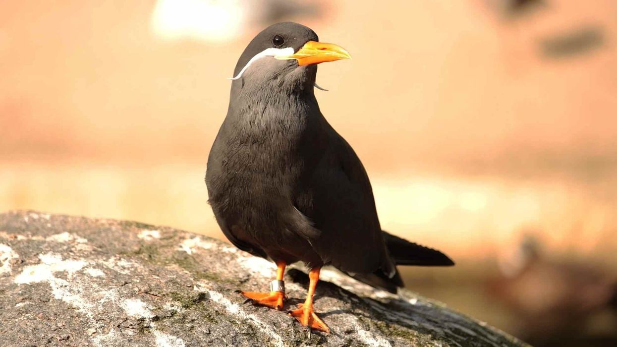 Inca tern facts are fun to know.