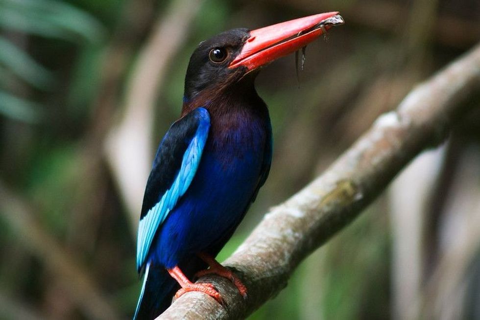  Incredible blue Javan Kingfisher