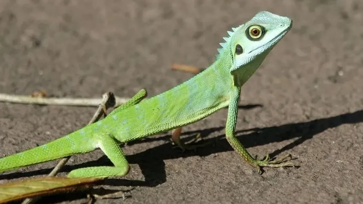 Incredible green-crested lizard facts.