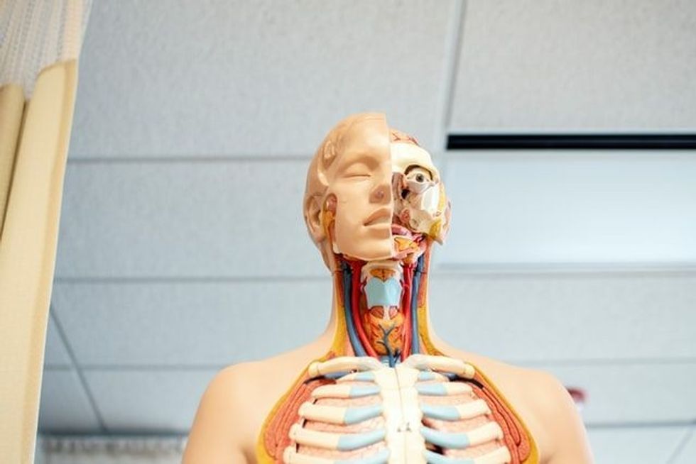 Incredible human body facts that are a must-read!