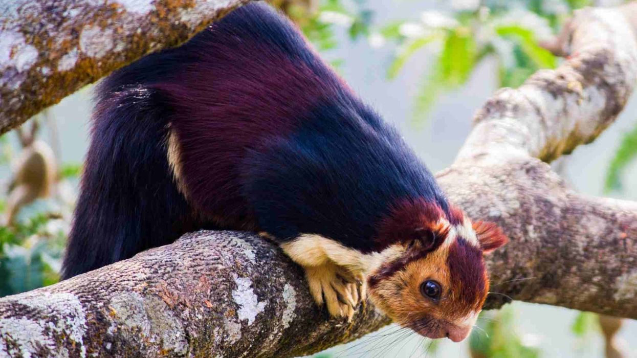 Indian giant squirrel facts are interesting.