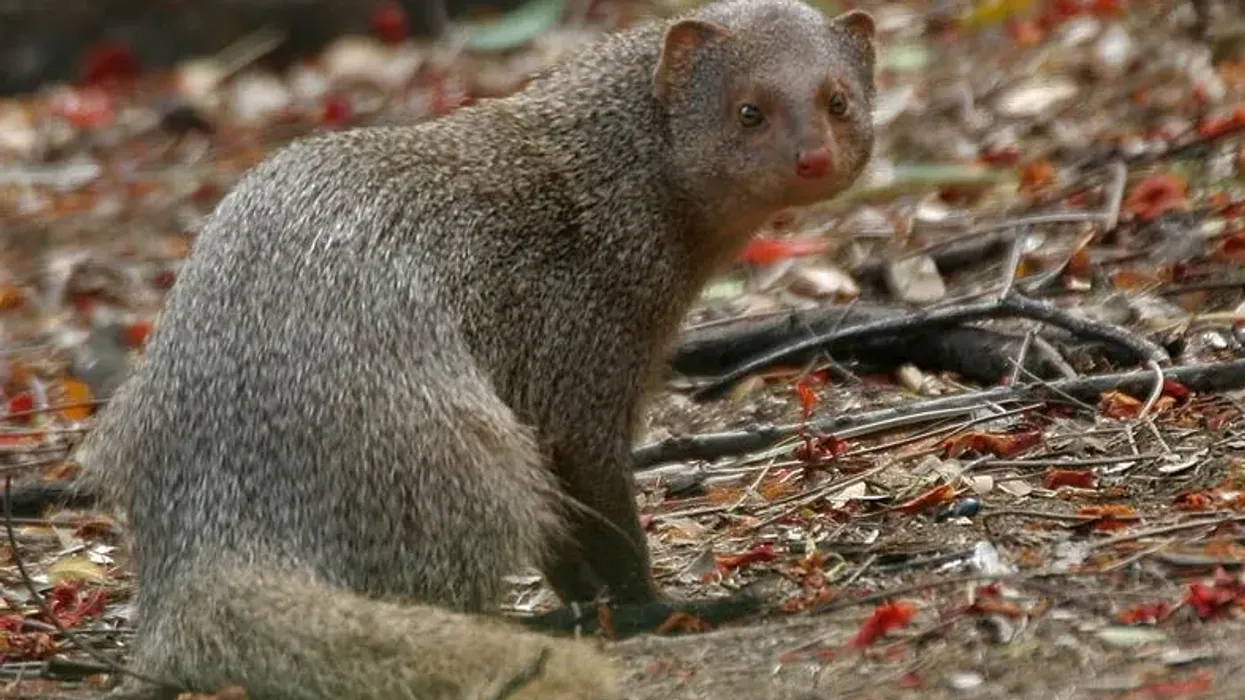 Indian gray mongoose facts are unforgettable.