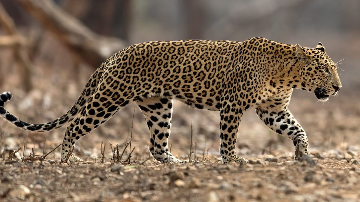 Indian leopard facts shed light on this beautiful wild animal.