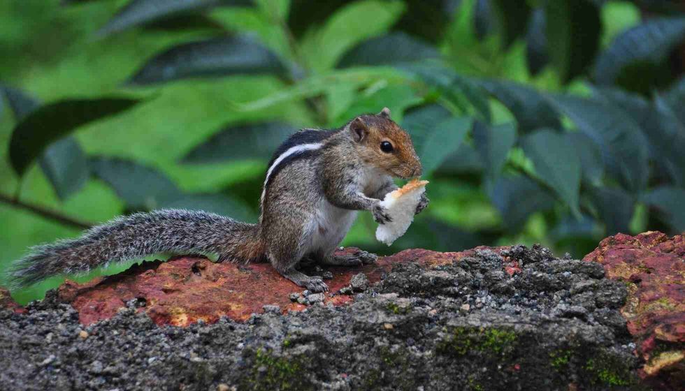 Indian palm squirrel eating bread.