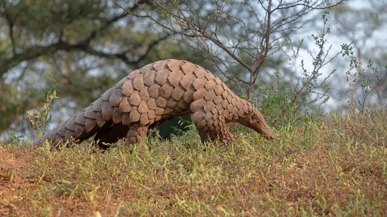 Indian pangolin facts are all about this unique-looking mammal.