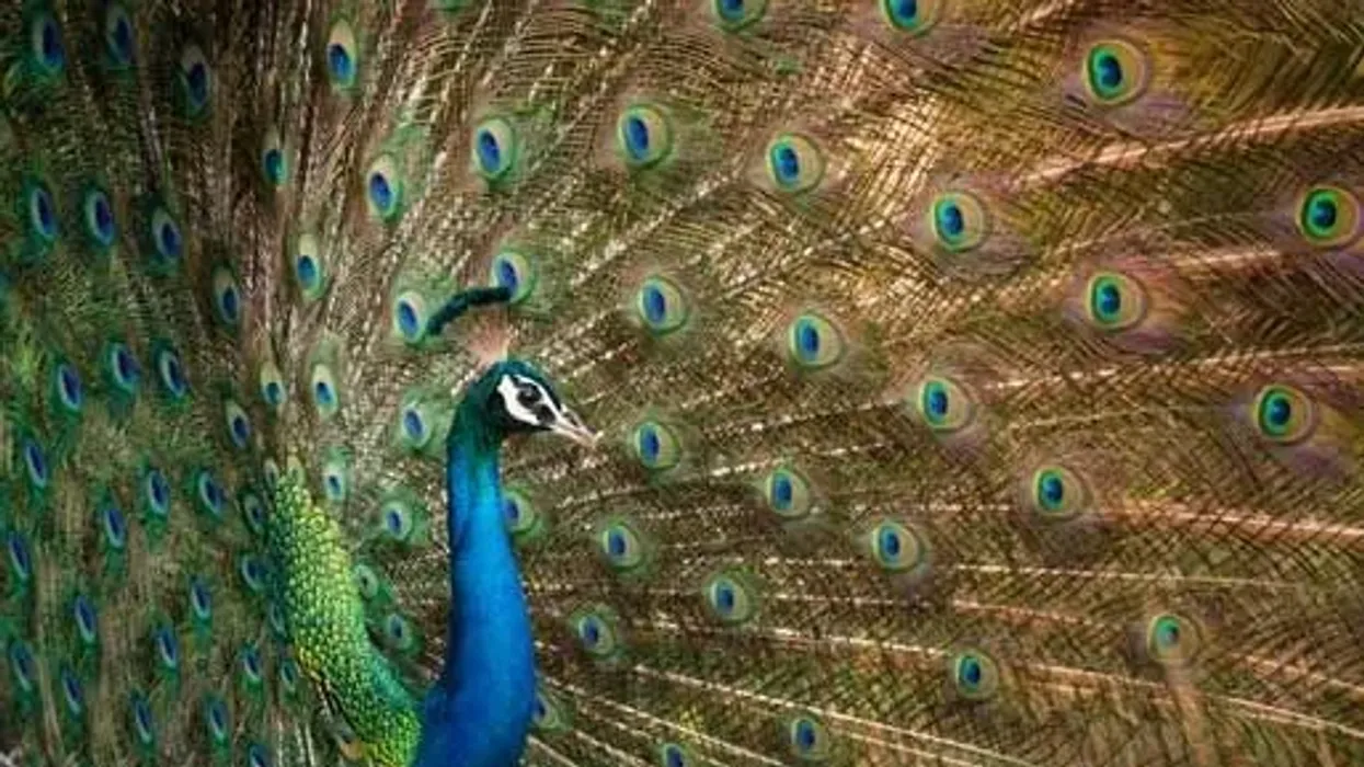 Indian peafowl facts about the peacock with long feathers