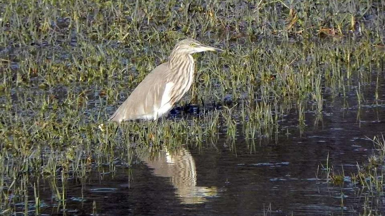 Indian pond heron facts explore the bird's origins, breast, tail, nests, and other features.